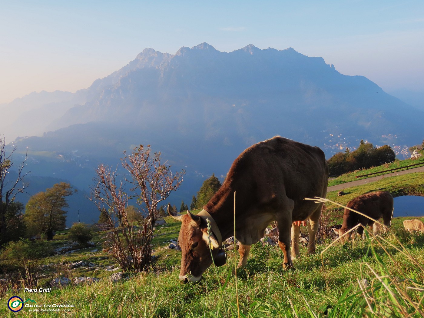 07 Mucca al pascolo in Alpe Arera.JPG